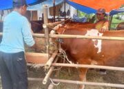 Jelang Hari Raya Iduladha, Penjualan Hewan Kurban di Pemalang Mulai Ramai