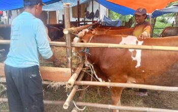 Jelang Hari Raya Iduladha, Penjualan Hewan Kurban di Pemalang Mulai Ramai