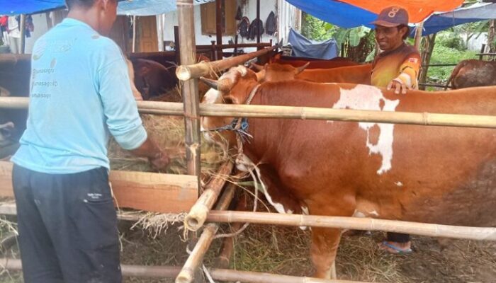 Jelang Hari Raya Iduladha, Penjualan Hewan Kurban di Pemalang Mulai Ramai