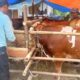 Jelang Hari Raya Iduladha, Penjualan Hewan Kurban di Pemalang Mulai Ramai