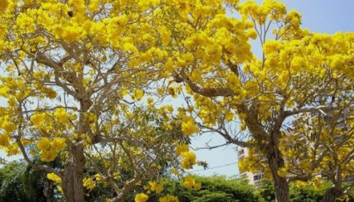 Tabebuya Bermekaran, Percantik Kawasan Alun-Alun Pemalang dan Jadi Daya Tarik Warga