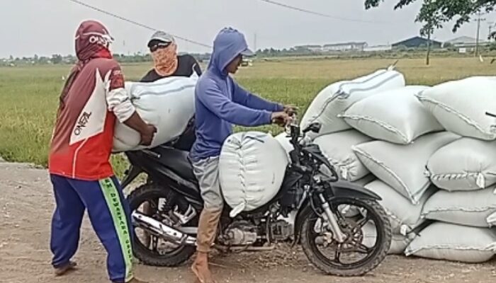 Ojek Gabah Penopang Ekonomi Warga Pedesaan Saat Musim Panen di Pemalang