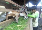 Remaja 16 Tahun di Pemalang Sukses Pelihara Ratusan Kambing dan Domba
