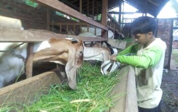 Remaja 16 Tahun di Pemalang Sukses Pelihara Ratusan Kambing dan Domba