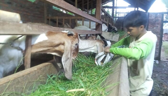 Remaja 16 Tahun di Pemalang Sukses Pelihara Ratusan Kambing dan Domba