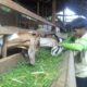 Remaja 16 Tahun di Pemalang Sukses Pelihara Ratusan Kambing dan Domba