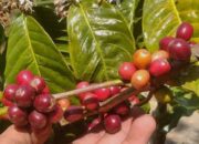 Pembibitan Kopi Arabika dan Robusta Tumbuh Subur di Lereng Gunung Slamet Pemalang