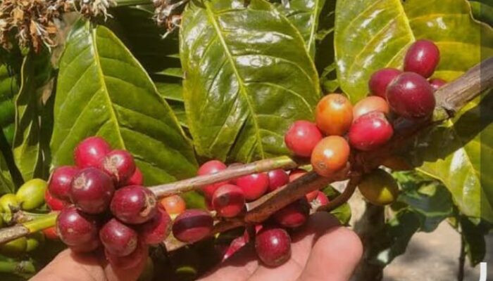 Pembibitan Kopi Arabika dan Robusta Tumbuh Subur di Lereng Gunung Slamet Pemalang