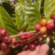 Pembibitan Kopi Arabika dan Robusta Tumbuh Subur di Lereng Gunung Slamet Pemalang