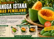 Sensasi Unik Makan Mangga Istana Pemalang, Cukup Diputar Tanpa Dikupas