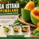 Sensasi Unik Makan Mangga Istana Pemalang, Cukup Diputar Tanpa Dikupas