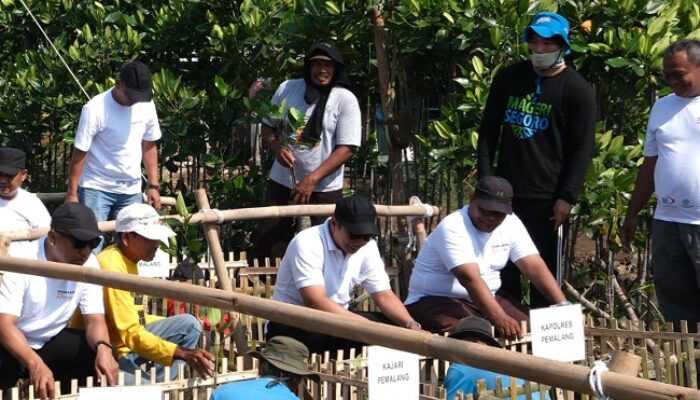 Hari Lingkungan Hidup 2026, KAWALI Pemalang Tanam 3.000 Mangrove dan Soroti Krisis Sampah