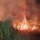 Diduga Akibat Bakar Sampah, Kebakaran Lahan Kering di Comal Pemalang Bikin Panik Warga
