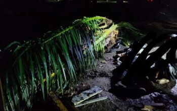 Dua Satpam PT CSR Tewas Tertimpa Pohon Sawit Saat Bertugas di Panai Tengah