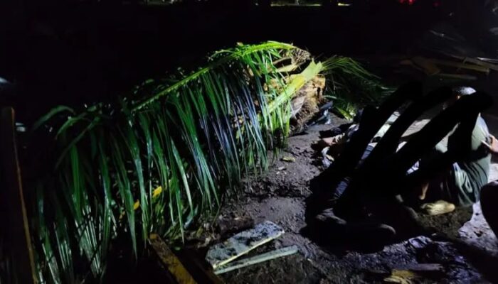 Dua Satpam PT CSR Tewas Tertimpa Pohon Sawit Saat Bertugas di Panai Tengah