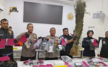 Polres Madina Ungkap 25 Kasus Narkoba, Sita 208 Gram Sabu dan 3.000 Batang Ganja dari Lahan 3 Hektare