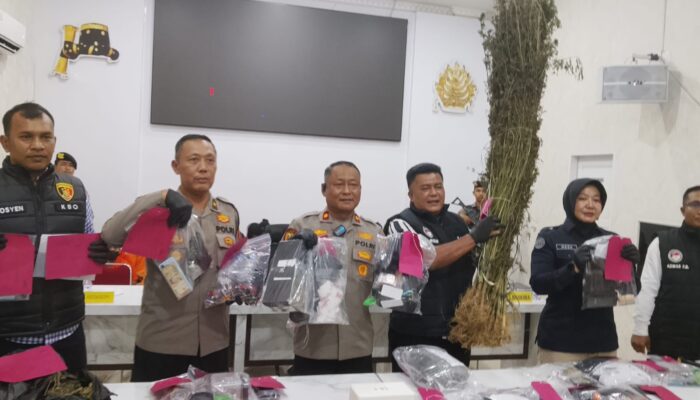 Polres Madina Ungkap 25 Kasus Narkoba, Sita 208 Gram Sabu dan 3.000 Batang Ganja dari Lahan 3 Hektare
