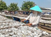 Gurihnya Ikan Asin Asemdoyong Pemalang, Oleh-Oleh Khas Pesisir yang Diburu Pembeli dari Berbagai Daerah