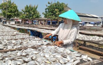 Gurihnya Ikan Asin Asemdoyong Pemalang, Oleh-Oleh Khas Pesisir yang Diburu Pembeli dari Berbagai Daerah