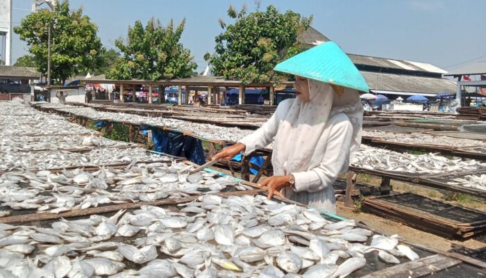 Gurihnya Ikan Asin Asemdoyong Pemalang, Oleh-Oleh Khas Pesisir yang Diburu Pembeli dari Berbagai Daerah