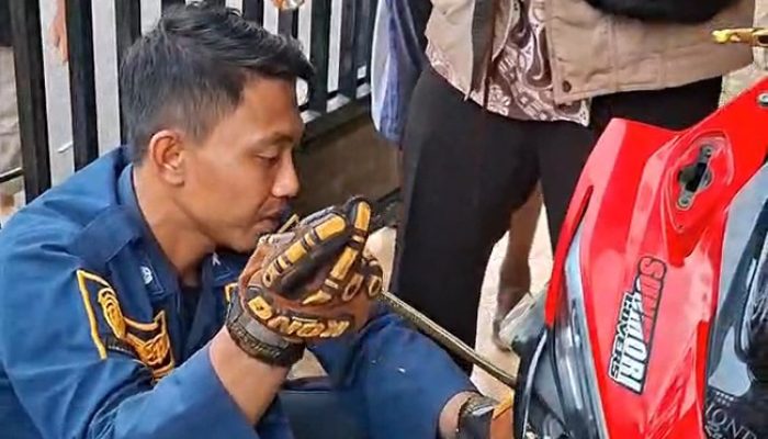 Bikin Jantungan! Ular Pucuk Sepanjang 1 Meter Ngumpet di Dashboard Motor Warga Pemalang