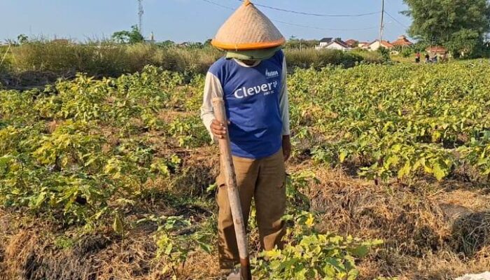 Program MBG Berhenti, Harga Terong di Tegal Anjlok 50 Persen, Petani Rugi