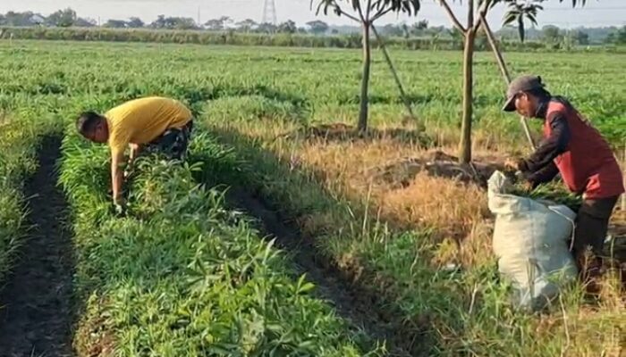 Kepala Sekolah SMP di Pemalang Sukses Bertani Kangkung, Kantongi Jutaan Rupiah Setiap Kali Panen