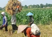 Tradisi Gampong Masih Lestari di Pemalang, Warga Punguti Sisa Panen sebagai Wujud Syukur dan Gotong Royong