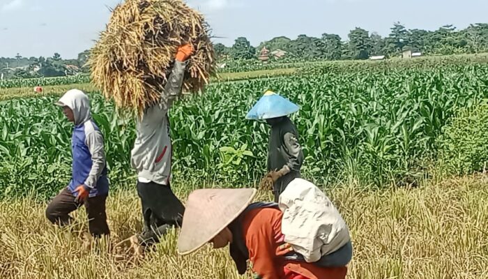 Tradisi Gampong Masih Lestari di Pemalang, Warga Punguti Sisa Panen sebagai Wujud Syukur dan Gotong Royong