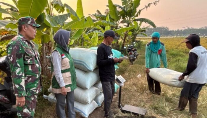 Bulog Tegal Lampaui Target Serapan Gabah, Stok Cadangan Beras Pemerintah Aman hingga 2027