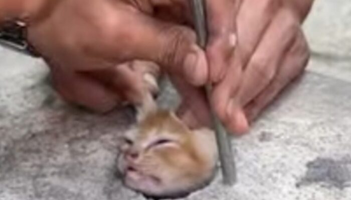Leher Tersangkut di Lobang Got, Anak Kucing Berhasil Dievakuasi Selamat Oleh Damkar Pemalang