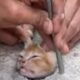 Leher Tersangkut di Lobang Got, Anak Kucing Berhasil Dievakuasi Selamat Oleh Damkar Pemalang