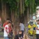 Beringin Akar Gantung di Alun-Alun Pemalang Jadi Oase Sejuk Saat Cuaca Panas Melanda