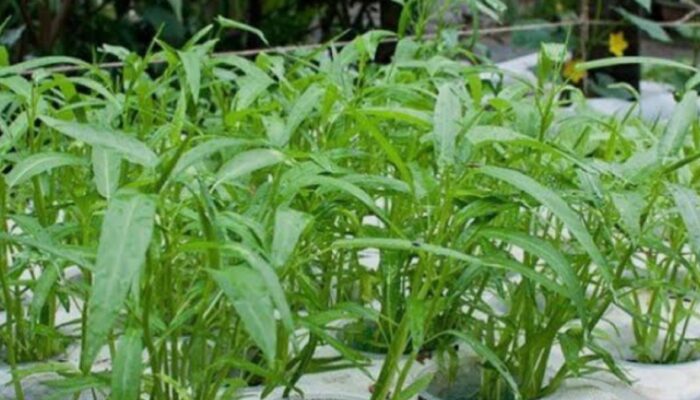 Keren! SMPN 4 Petarukan Sulap Lahan Sekolah Jadi Kebun Kangkung, Ajarkan Ketahanan Pangan Sejak Dini