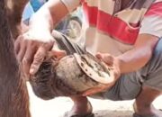 Bukan Cuma Anak Sekolah, Kuda Delman pun Perlu Ganti Sepatu Baru