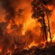 Kebakaran Hutan di Kalimantan: Bencana atau Terencana?