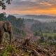Di Mana Gajah Harus Pulang?