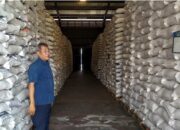 Seorang pegawari Bulog Tegal berada diantara tumpukan karung beras hasil serapan di wilayah bulog Tegal