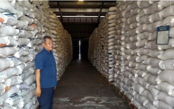 Seorang pegawari Bulog Tegal berada diantara tumpukan karung beras hasil serapan di wilayah bulog Tegal